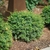 Rounded form of the shrub
