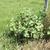 Xanthium strumarium