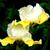 Yellow Iris flower