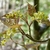 Greenish yellow corymbs on spikes & reddish brown young leaves.