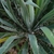 Close up of the rosette showing filamentous margins.