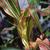 Zea mays cvs