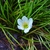 Grassy leaves & white, 6-tepaled flower with big yellow anthers