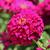 Double flower