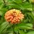 Zinnia elegans 'Queeny Lime Orange' flower