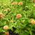 Zinnia elegans 'Queeny Lime Orange' form