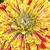 Variegated flower