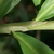 Stem and leaf juncture