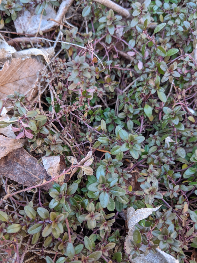 Thymus