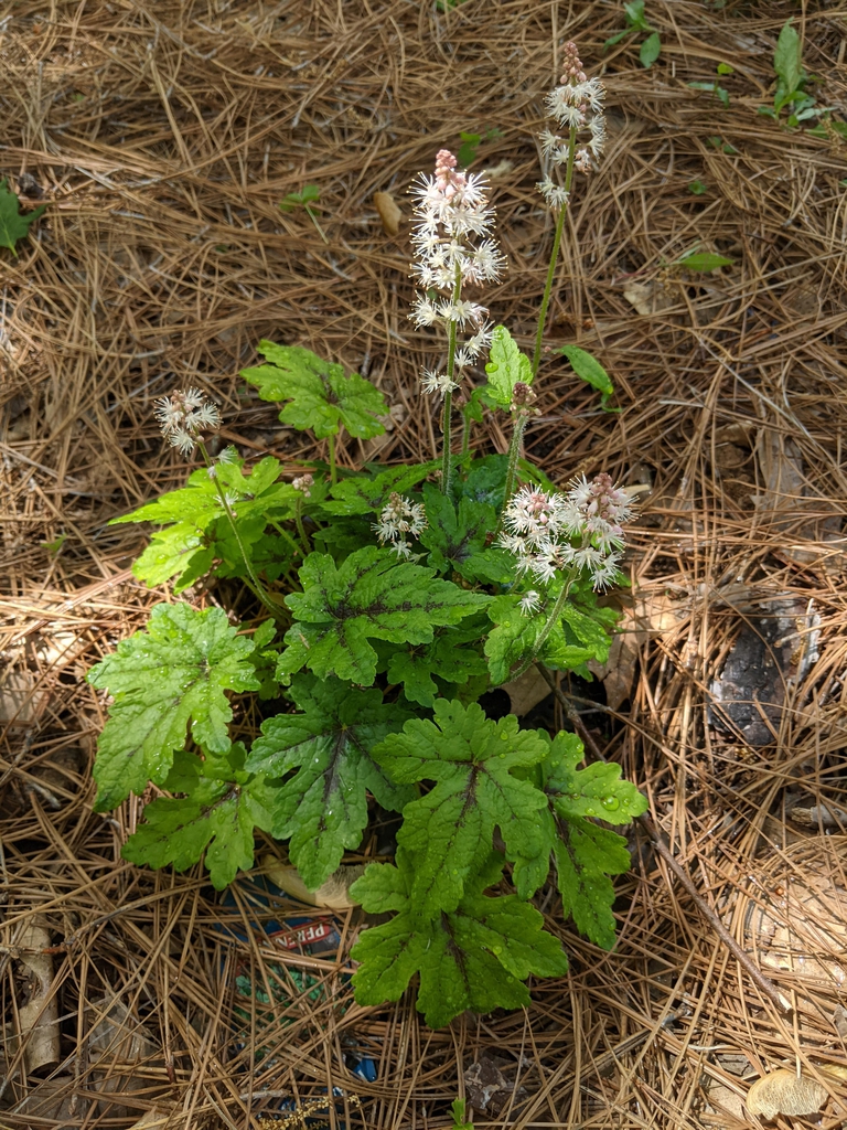 Cultivar with deeply divided leaves with red veins. White flower