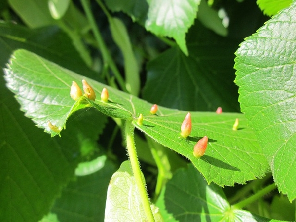 Tilia cordata