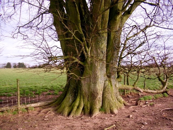 Tilia cordata