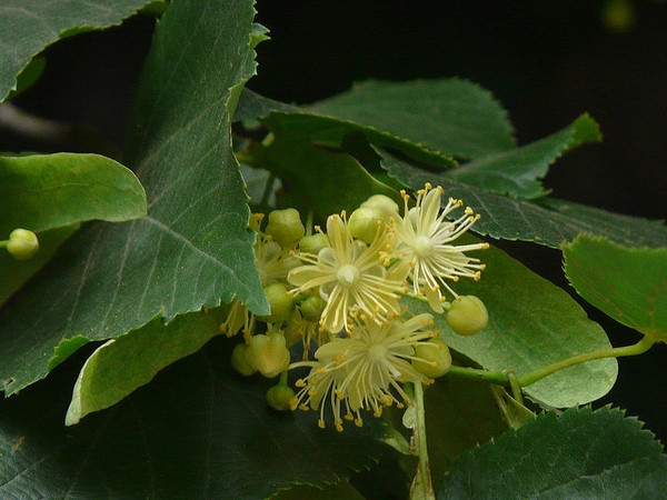 Tilia cordata
