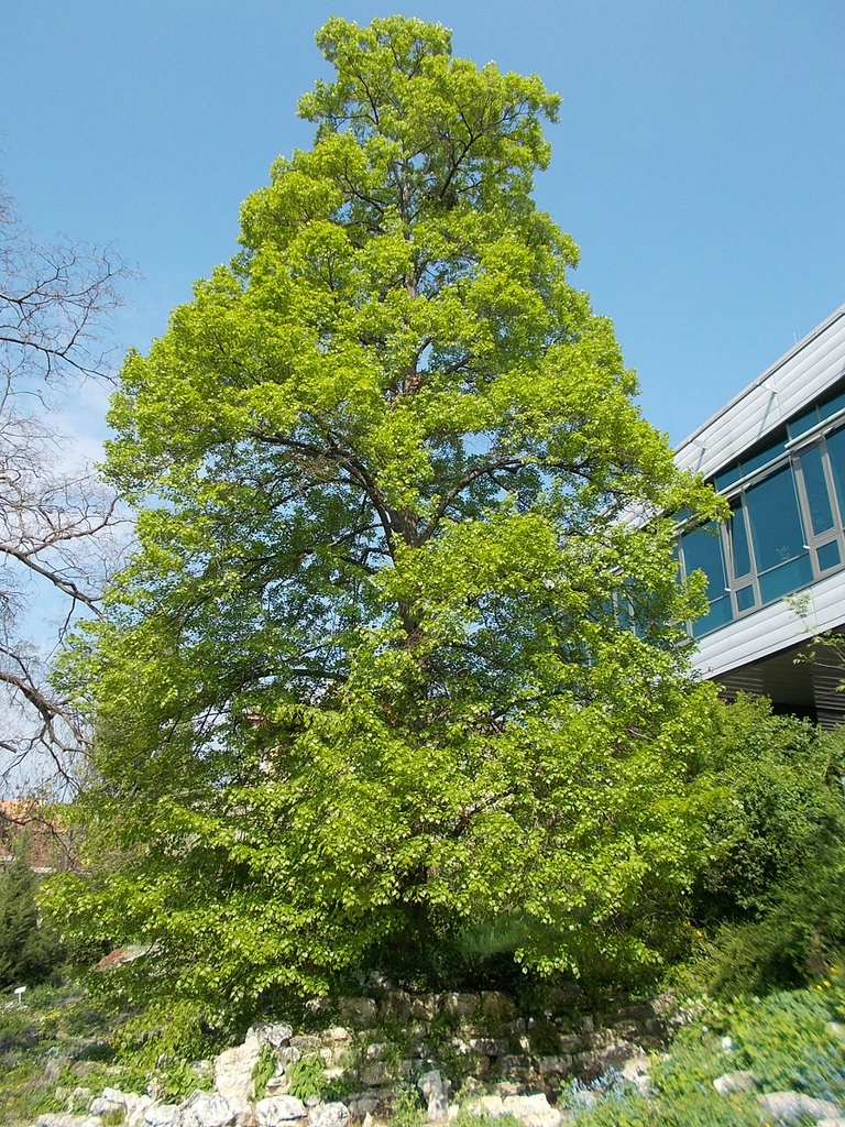 Mature tree