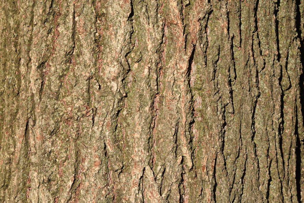 Bark