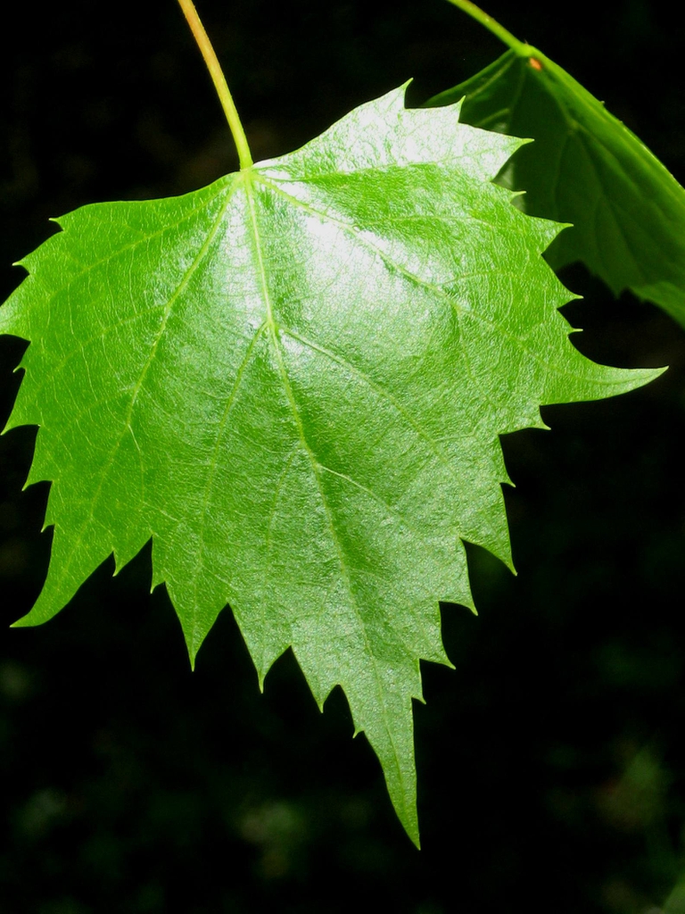 Leaf