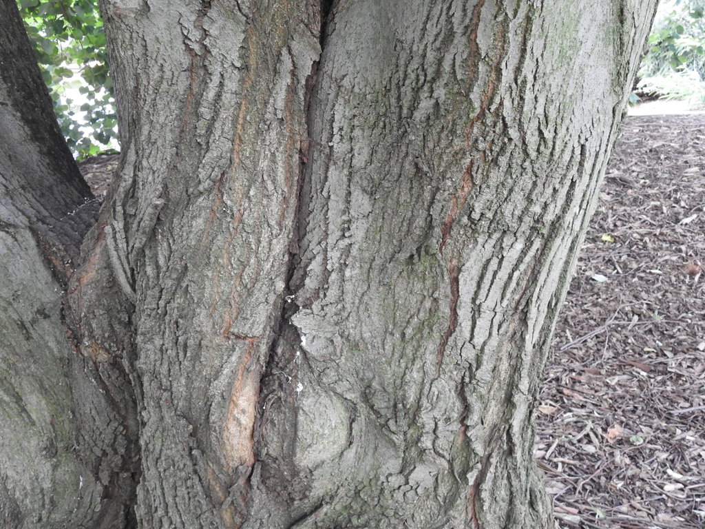 Tilia tomentosa
