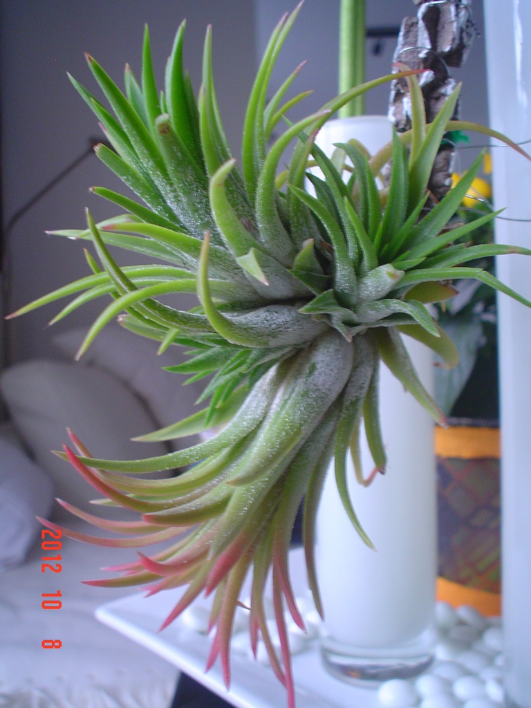 Form
