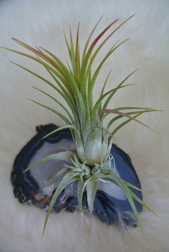 Plant with "pups"