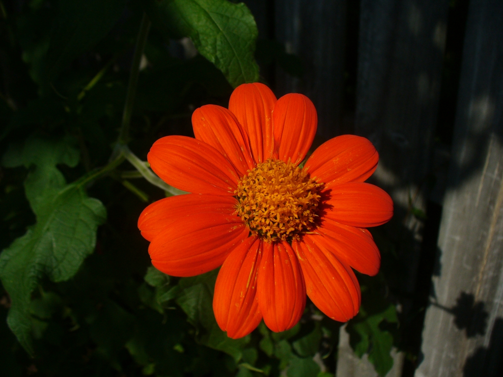 flower in summer in Moore County