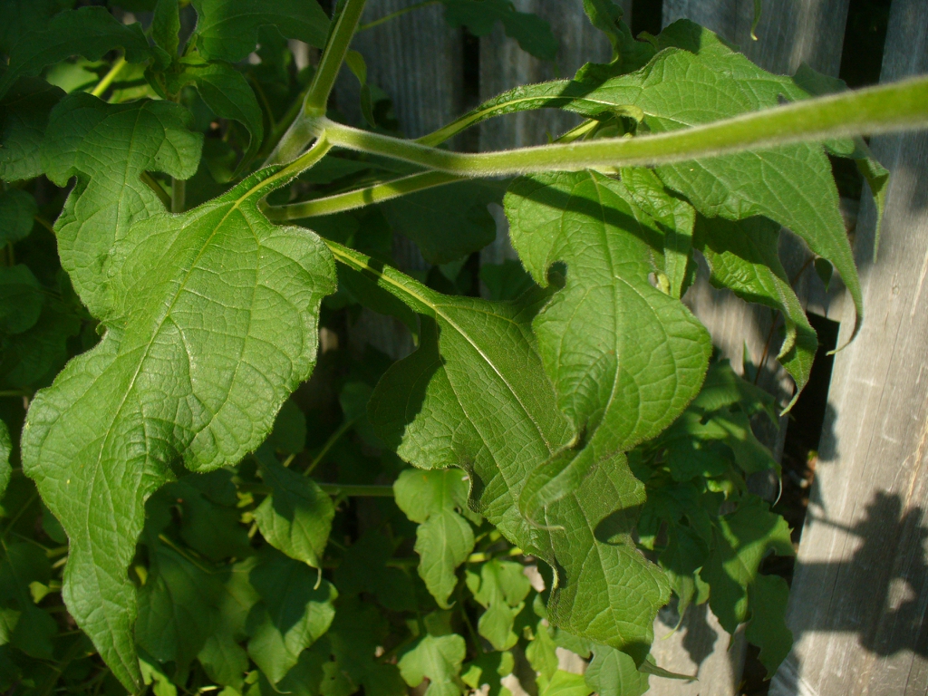 Leaves in summer in Moore County