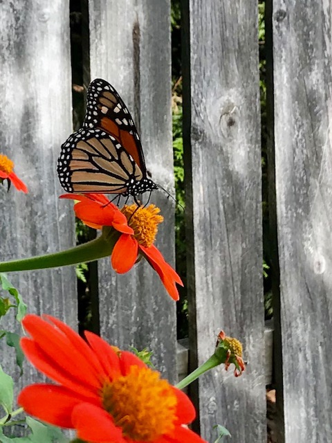 Flower with Monarch in the summer in Moore County