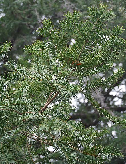 Horizontal branch with needles arranged in one plane.