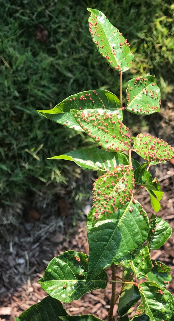 Toxicodendron Radicans