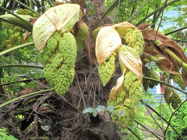 Trachycarpus fortunei