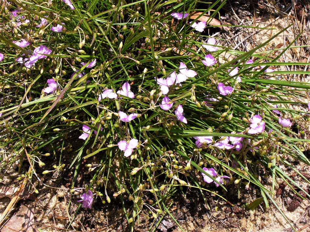 form in summer in Moore County