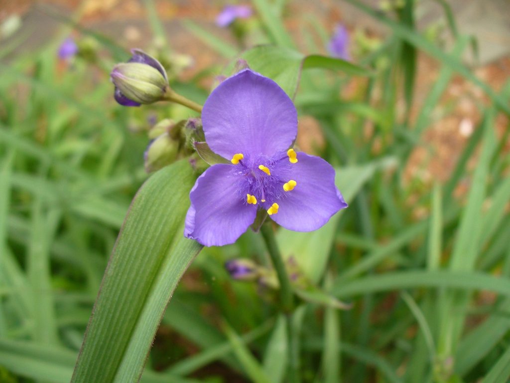Lavender blue, 3-petaled flowers; grassy foliage.