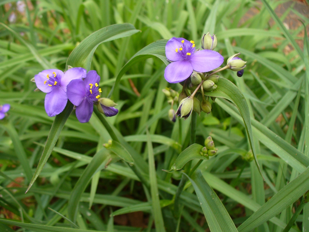 Lavender blue, 3-petaled flowers; grassy foliage.
