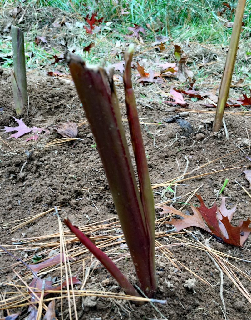 Canna transplanted Chatham County