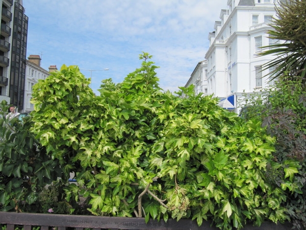Leaves of 'Annemieke', also known as 'Lemon Lime' form
