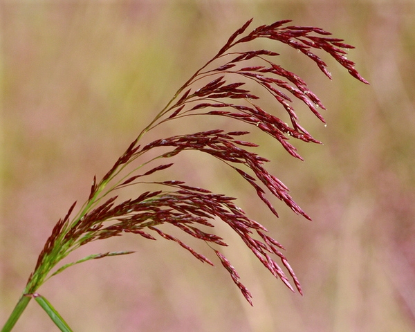 Tridens flavus