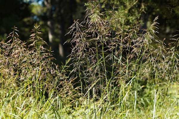 Tridens flavus