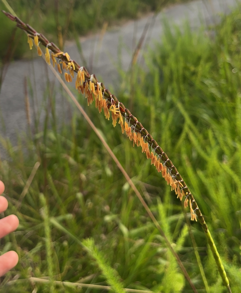 A large grass flower spike with many stamens hanging from spike
