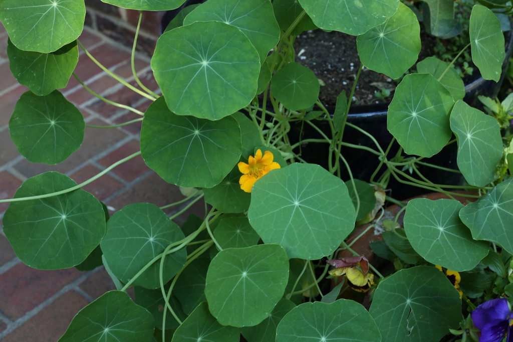 Tropaeolum