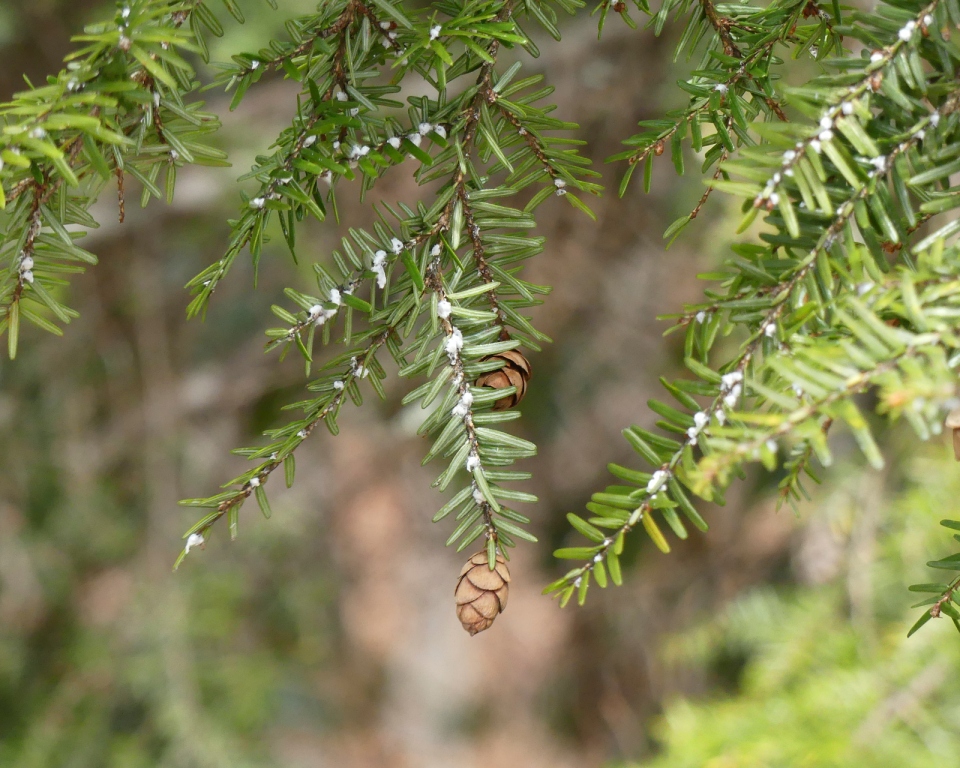 Needles, Cones & Wooly Adelgid - March 17 - Haywood Co., - NC