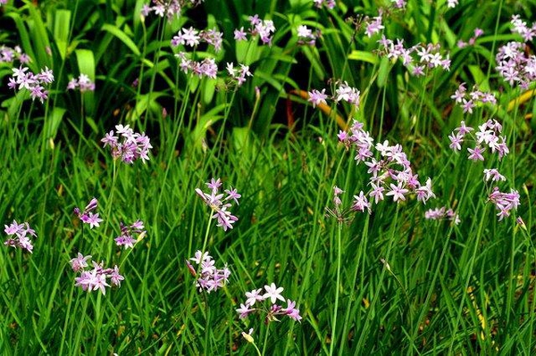 Tulbaghia violacea