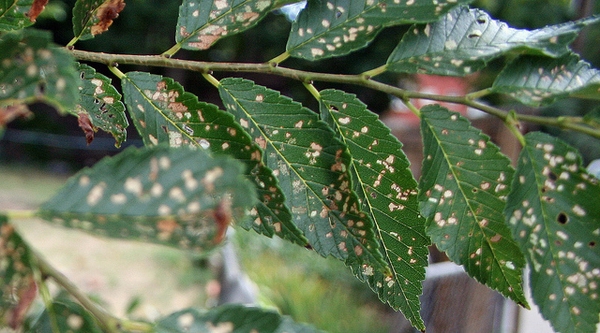 Ulmus pumila