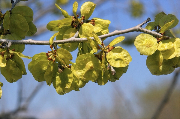 Fruits