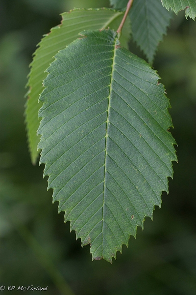 Front of leaf