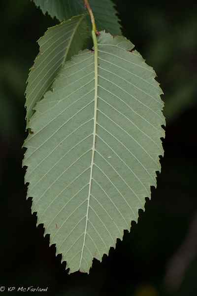Underside of leaf