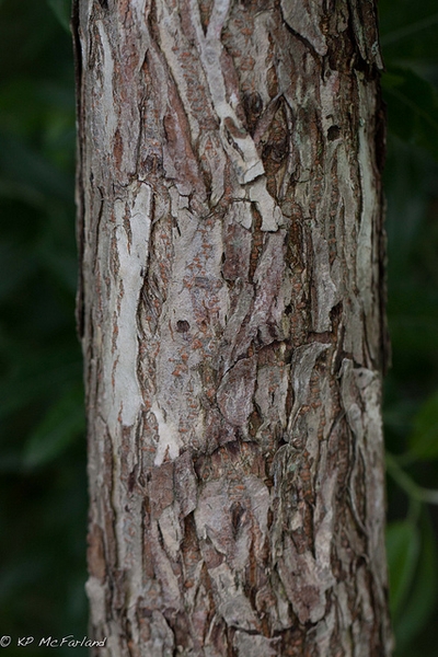 Trunk