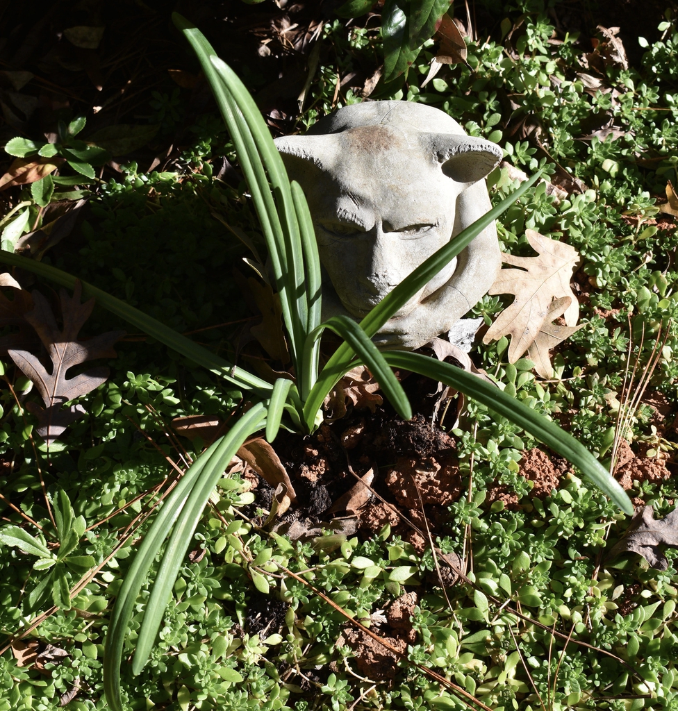 Lycoris radiata