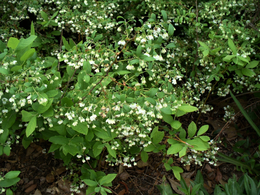 Vaccinium stamineum form in spring in Moore County