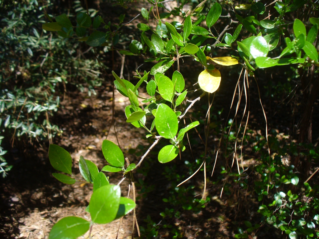 Leaves in early spring in Moore County