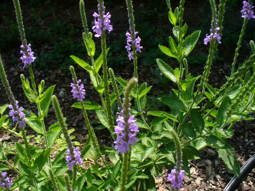 Summer form Moore county: flowers and leaves