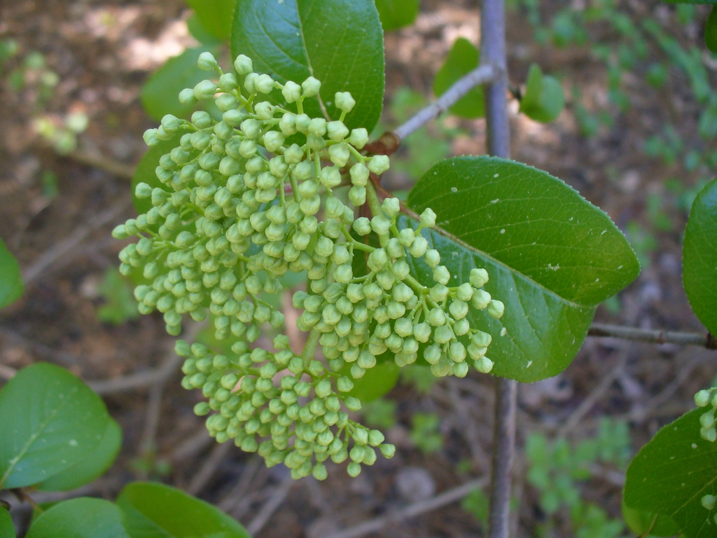 Buds in early spring in Moore County